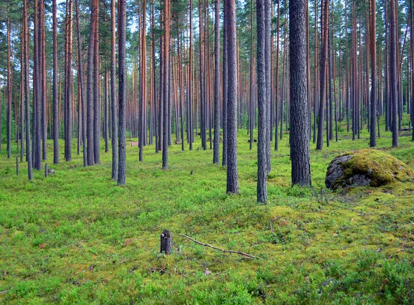 Forest of pine trees with moss background — Stock Photo, Image