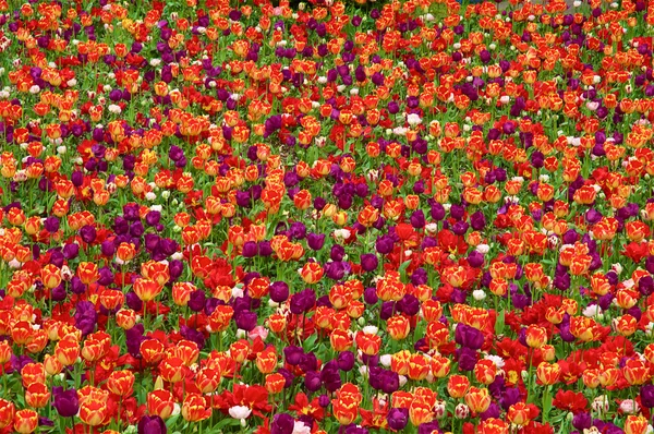 Tulipány koberec — Stock fotografie