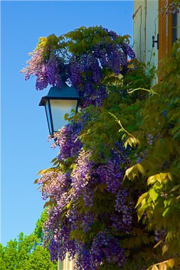 Bir sokak arasında çiçek ışık