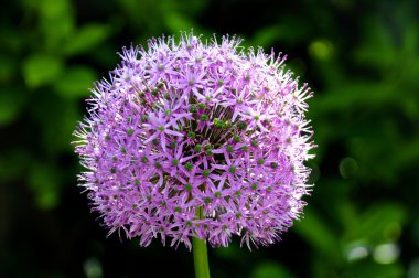 güzel Menekşe çiçek