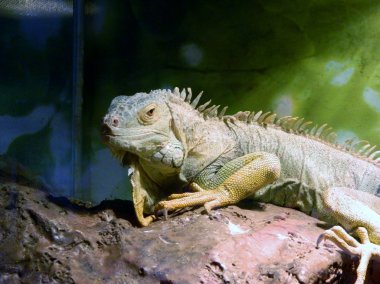 Kameraya bakarak bir kayaya Iguana