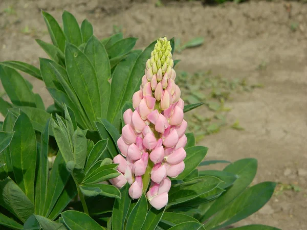 Pembe çiçek Lupine flowerbed bahçe içinde