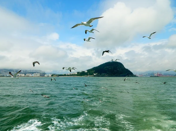 Mouettes au-dessus de la mer à Pusan Images De Stock Libres De Droits