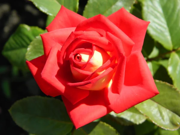 Red rose with yellow center — Stock Photo, Image