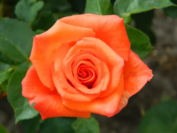 Oransje rose fra hagen – stockfoto