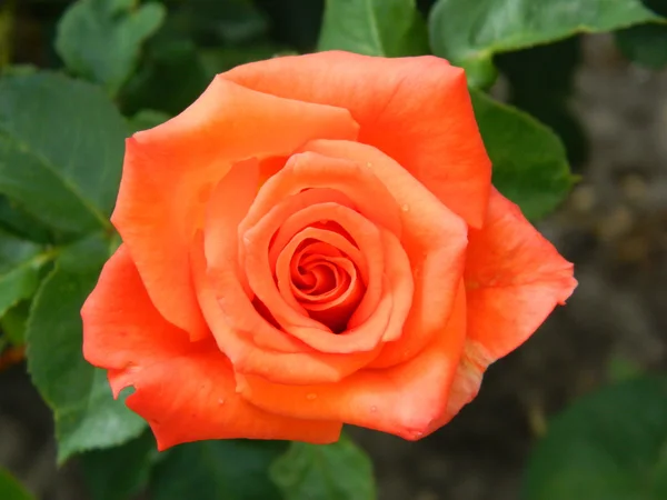 Rose orange du jardin Images De Stock Libres De Droits