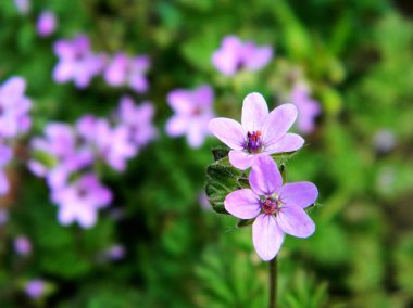 Küçük mor çiçekler