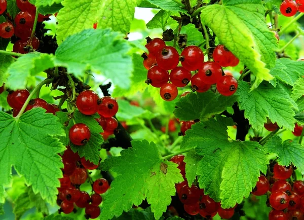 Kırmızı kuş üzümü bush