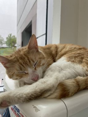 Kedi pencere eşiğinde yatıyor.