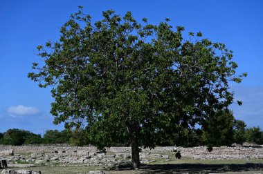 A green and spreading tree against a blue sky