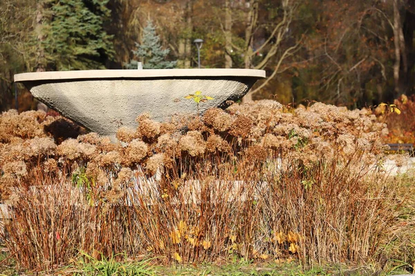 Kahverengi kızılötesi ışınlar ve parkta beton bir çeşme..