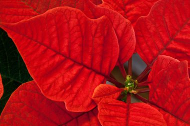 Poinsettia red leaves clipart