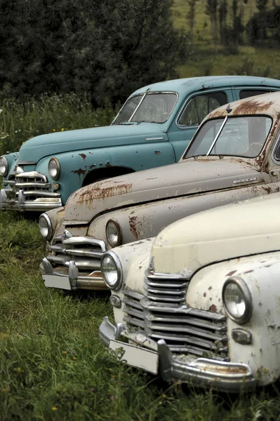 Bisküvi şeklinde renkli sır sincaplarla dekore edilmiş