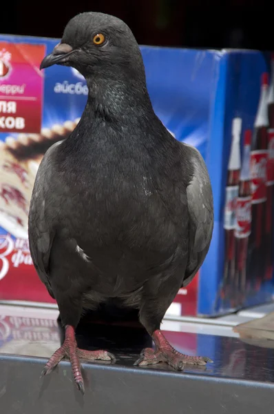 Gray pigeon portrait urban sunlight — Stock Photo, Image