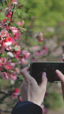 İnsanlar Tokyo parkında ilkbaharda açan Japon sakura çiçeklerini severler. Turist kadın telefonunda kiraz çiçeklerinin fotoğrafını çekiyor. Güzel doğa, seyahat, ziyaret edilecek yerler. Arka plan, kapat