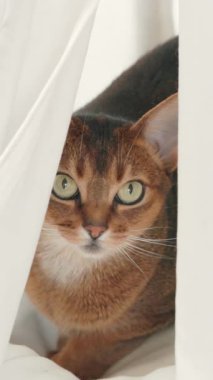 Habeş kırmızı kedisi beyaz evcil hayvan evinde saklanıyor. Oyuncu, güzel, genç kedi portresi. Yakından. Evcil kedi eğleniyor, rahatla ve keyfine bak. Küçük kankalar. Mutlu evcil hayvanlar evde.