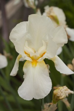 bir güzel beyaz Iris