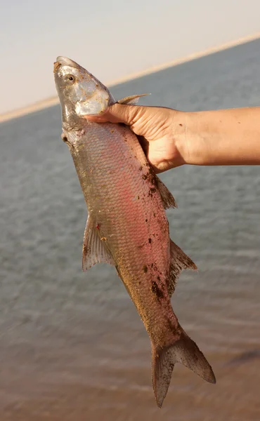 Fish in his hand — Stock Photo, Image