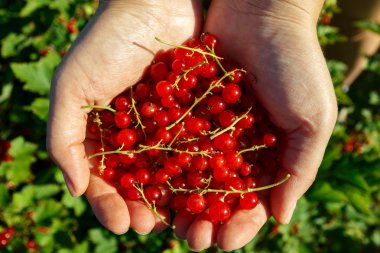 Redcurrants ellerinde
