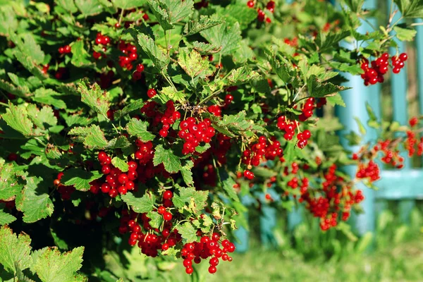 Redcurrants Bush demetleri