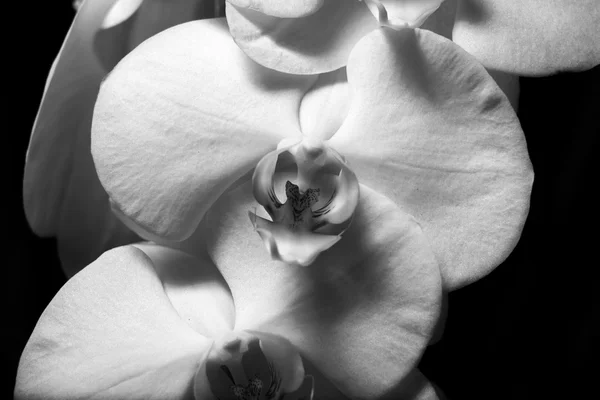 Zbliżenie: białe kwiaty orchidei — Zdjęcie stockowe