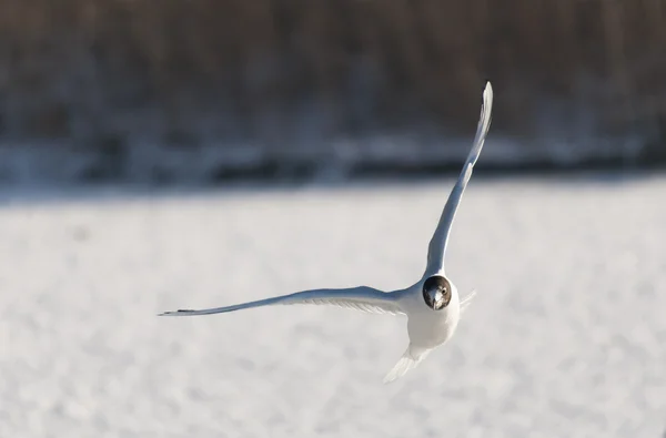 Siyah başlı martı uçuyor