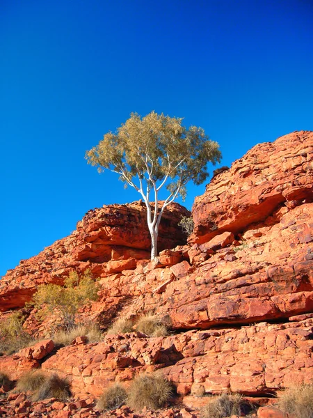Dağın eteğindeki ağaç