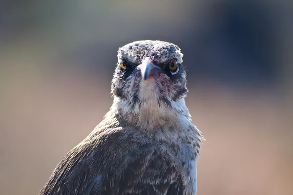 Zbliżenie: Galapagos drozda — Zdjęcie stockowe