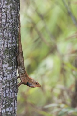 Kırpma yolu ile değiştirilebilir kertenkele (Calotes Versicolor)