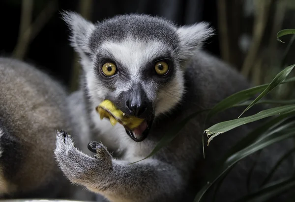 Halka Kuyruklu Lemur