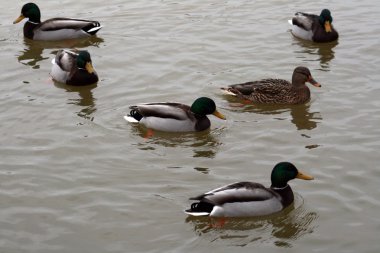 Altı ördek suda yüzen