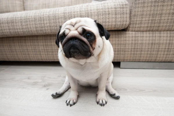 Triste pug cerca del sofá. Triste vista. — Foto de Stock