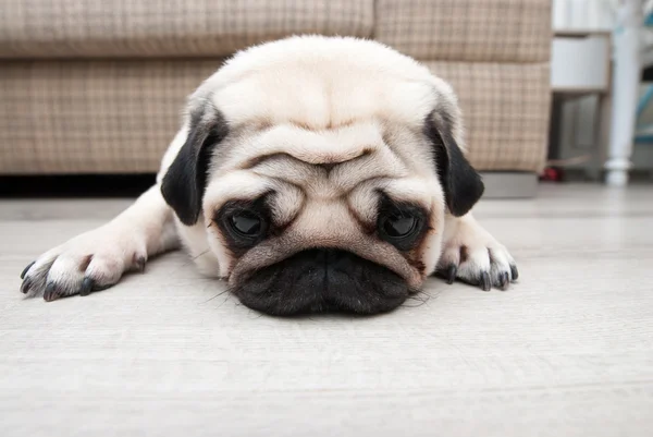 Triste pug cerca del sofá. Triste vista. — Foto de Stock