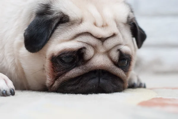 Triste pug. Triste vista. — Foto de Stock