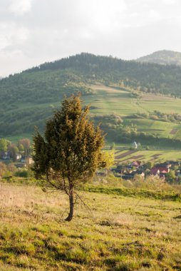 Ağaç (Ladin) Dağları'nın arka plan üzerinde. Ağaç dağ köyü bir arka plan üzerinde. Yalnız ağaç.