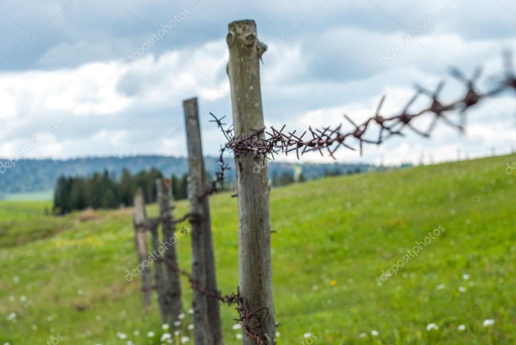  Fence with barbed wire. Fence in the field. Meadow grass with flowers.