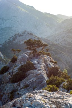 Bir ağaç dağlarda yetişen
