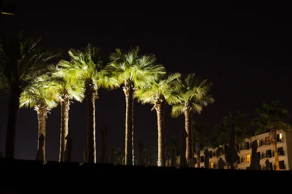 Palmen bei Nacht Stockfoto