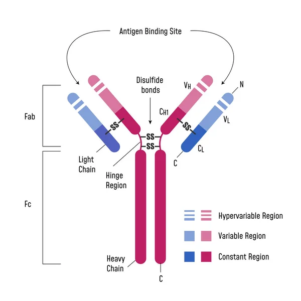 Immunsystem. Immunglobulin-Struktur Ig-Antikörper-Diagramm. lizenzfreie Stockvektoren