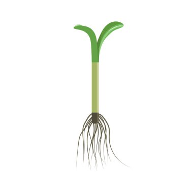 Köklü Yeşil Santral. Küçük Yapraklarla İlkbahar filizleri