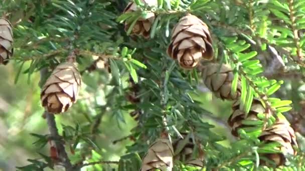 Primer plano de una rama de pino con conos soplando en el viento — Vídeos de Stock