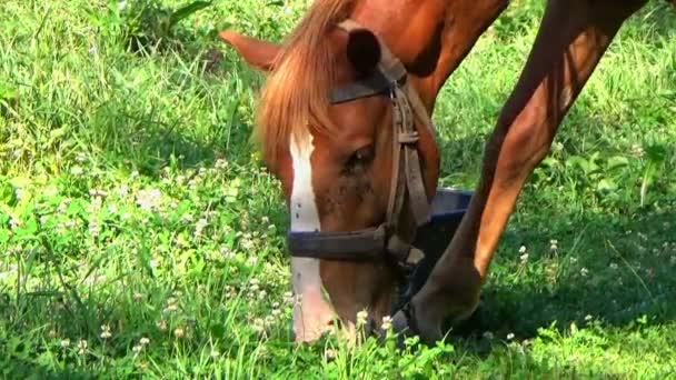 Fechar-se de um cavalo que pastoreia na grama verde durante o verão — Vídeo de Stock