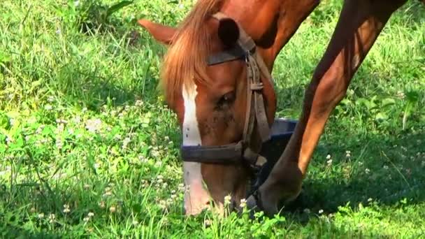 Gros plan d'un cheval broutant sur l'herbe verte pendant l'été 