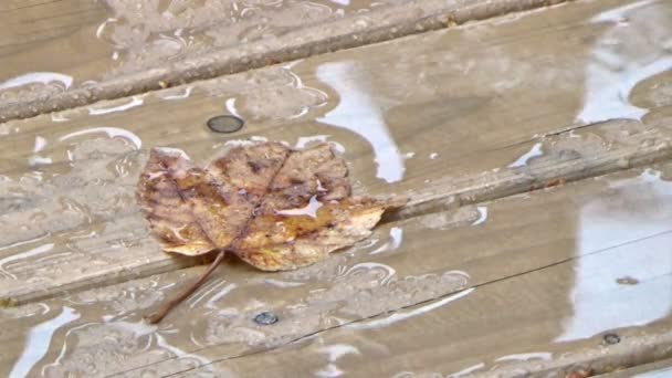 Otoño hoja de arce dorado caído en el suelo bajo la lluvia — Vídeos de Stock