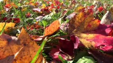 Düşen akçaağaç yaprakları sonbaharda toprak yeşil çimenlerin üzerinde