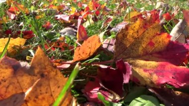Düşen akçaağaç yaprakları sonbaharda toprak yeşil çimenlerin üzerinde
