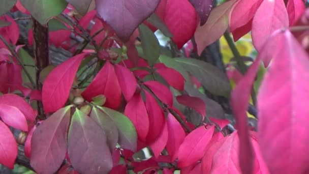 Closeup of a fiery red fireball burning bush branch blowing in the cold autumn wind — Stock Video