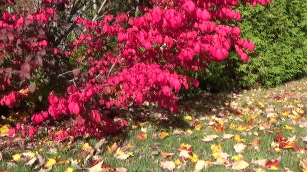 Осенний пейзаж с огненным красным огненным шаром, горящим кустом и золотыми опавшими листьями, дующими в холодный осенний ветер — стоковое видео