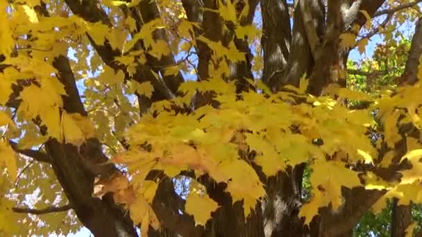 Rami di alberi gialli con foglie cadenti che soffiano nel vento autunnale — Video Stock