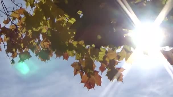 Kleurrijke herfstbladeren tegen het zonlicht in de herfst wind waait — Stockvideo